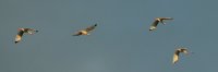 Ibis passing over